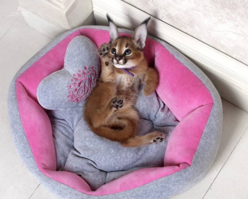 Милена Кошачья