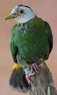 Голубь Тропический