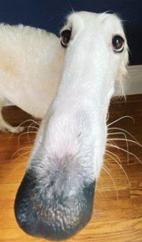 Коке Коке