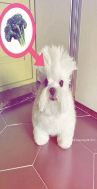 Ебач Бабулек