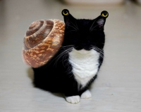 Д4Шенbк4к0т3н0К