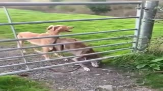 Летающий пёсель